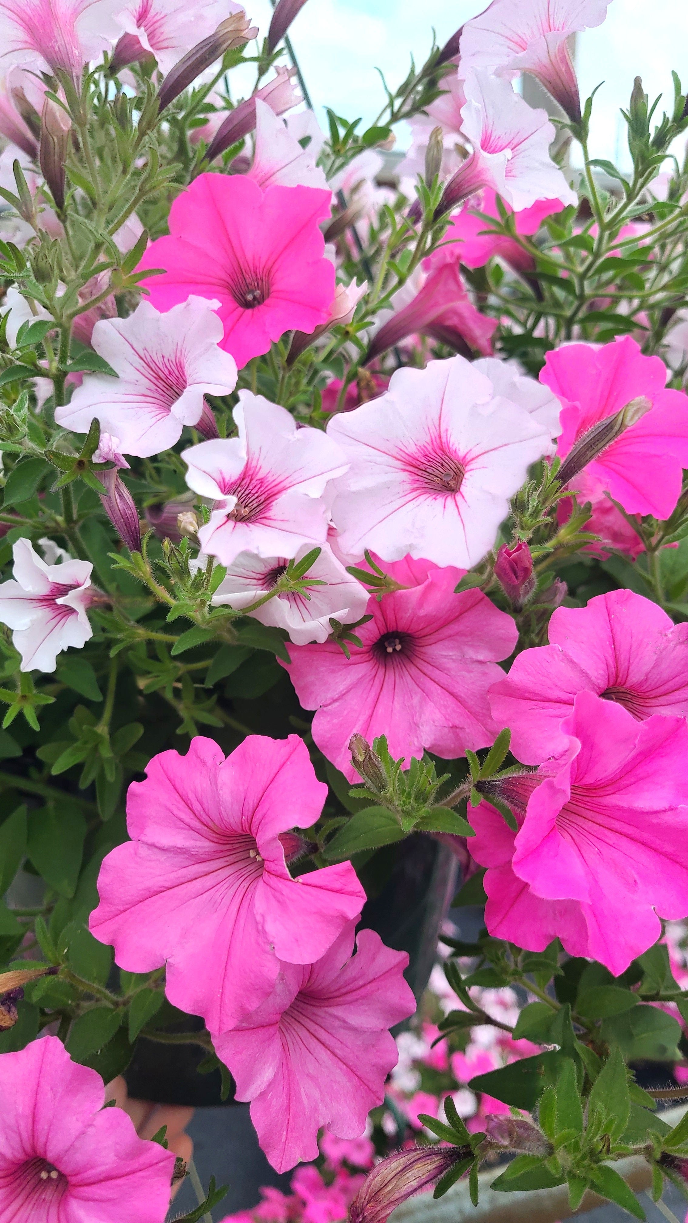 Supertunia Vista® Bubblegum® & Silver Berry Petunia Hanging Basket