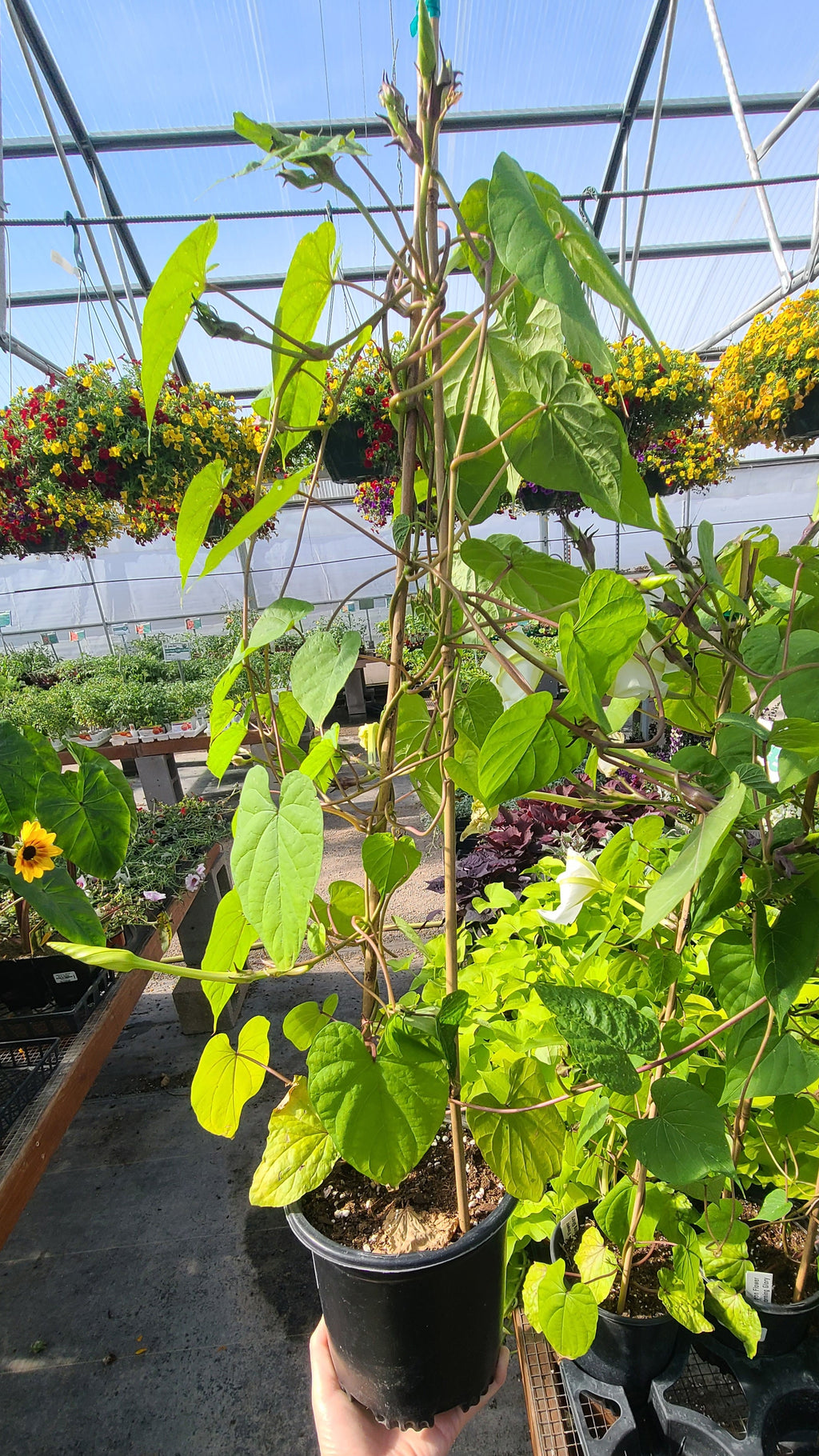 Moon Flower Morning Glory Vine