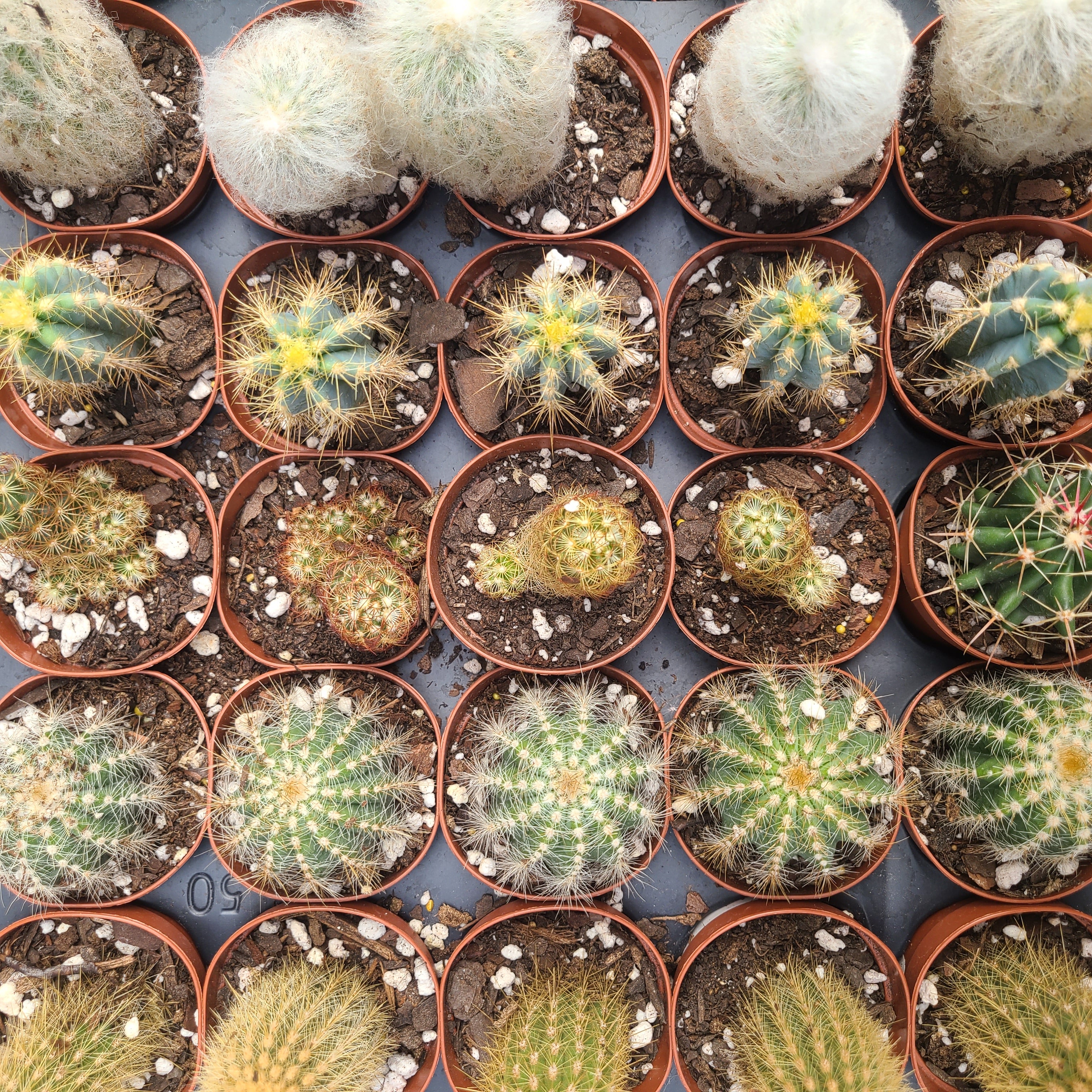 Build Your Own Succulent/Cacti Container Workshop
