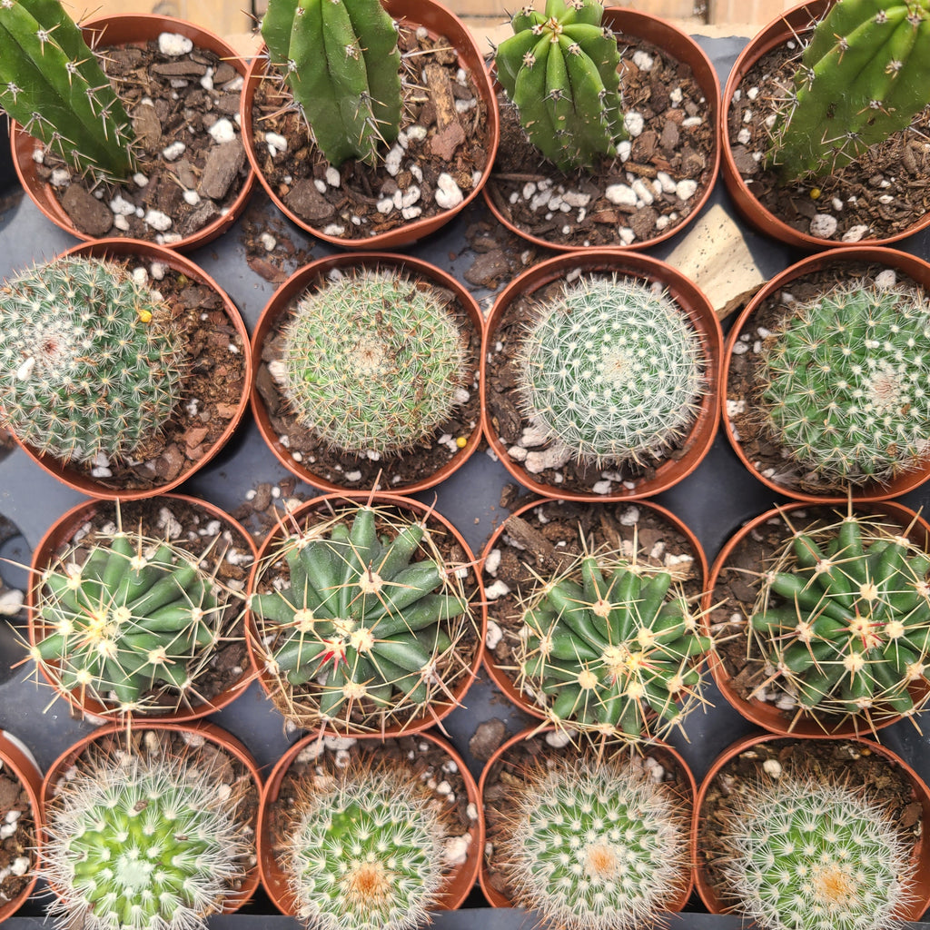 Build Your Own Succulent/Cacti Container Workshop