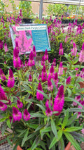 Intenz Dark Purple Celosia Porch Pots