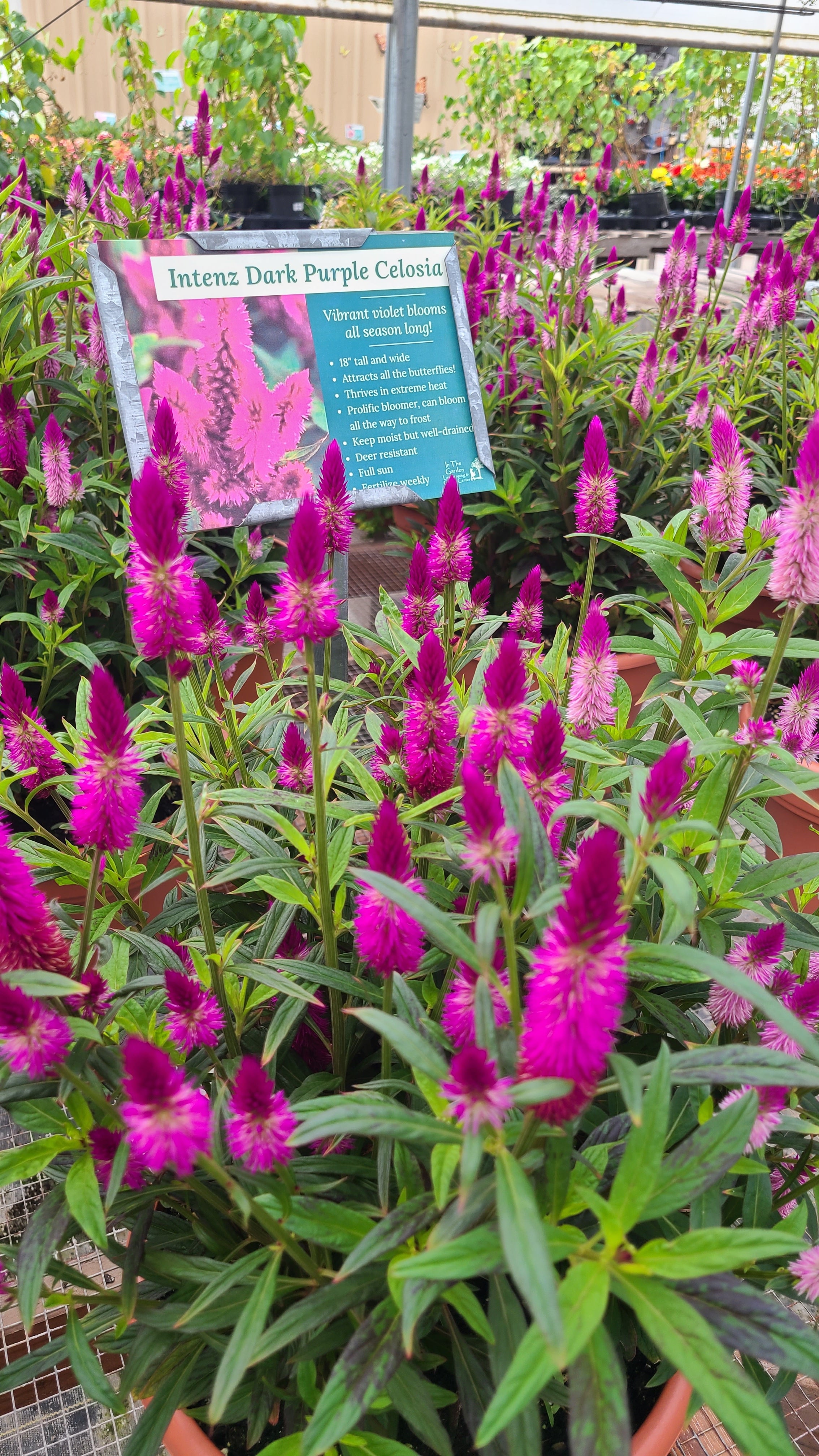 Intenz Dark Purple Celosia Porch Pots