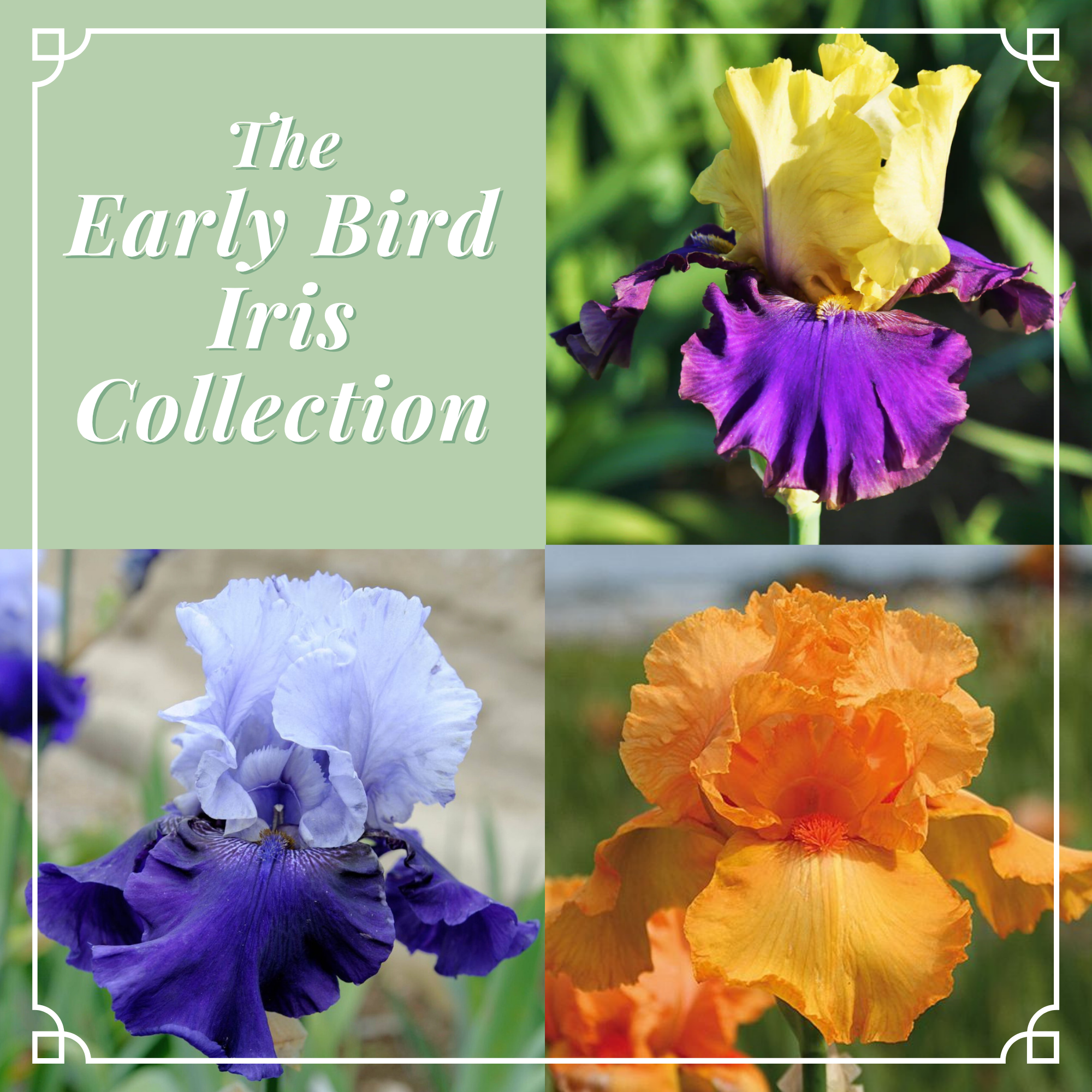 Early Bird Iris Collection