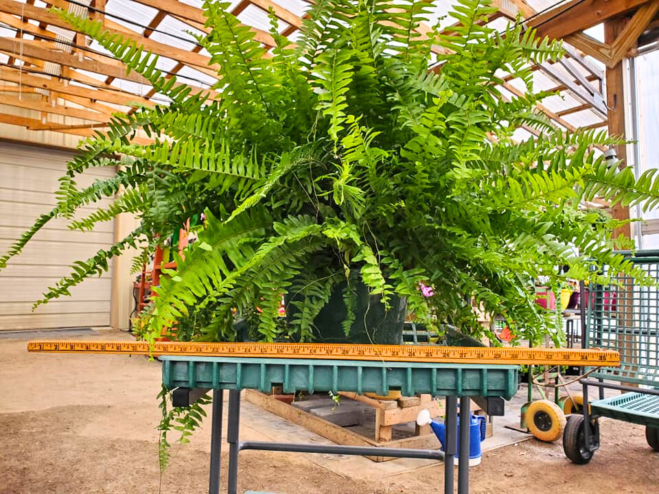 Boston Fern Hanging Basket