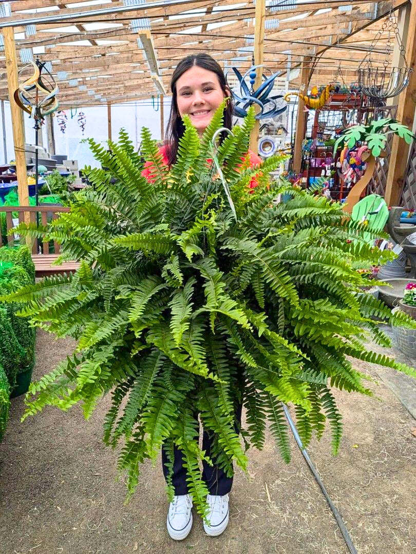 Boston Fern Hanging Basket