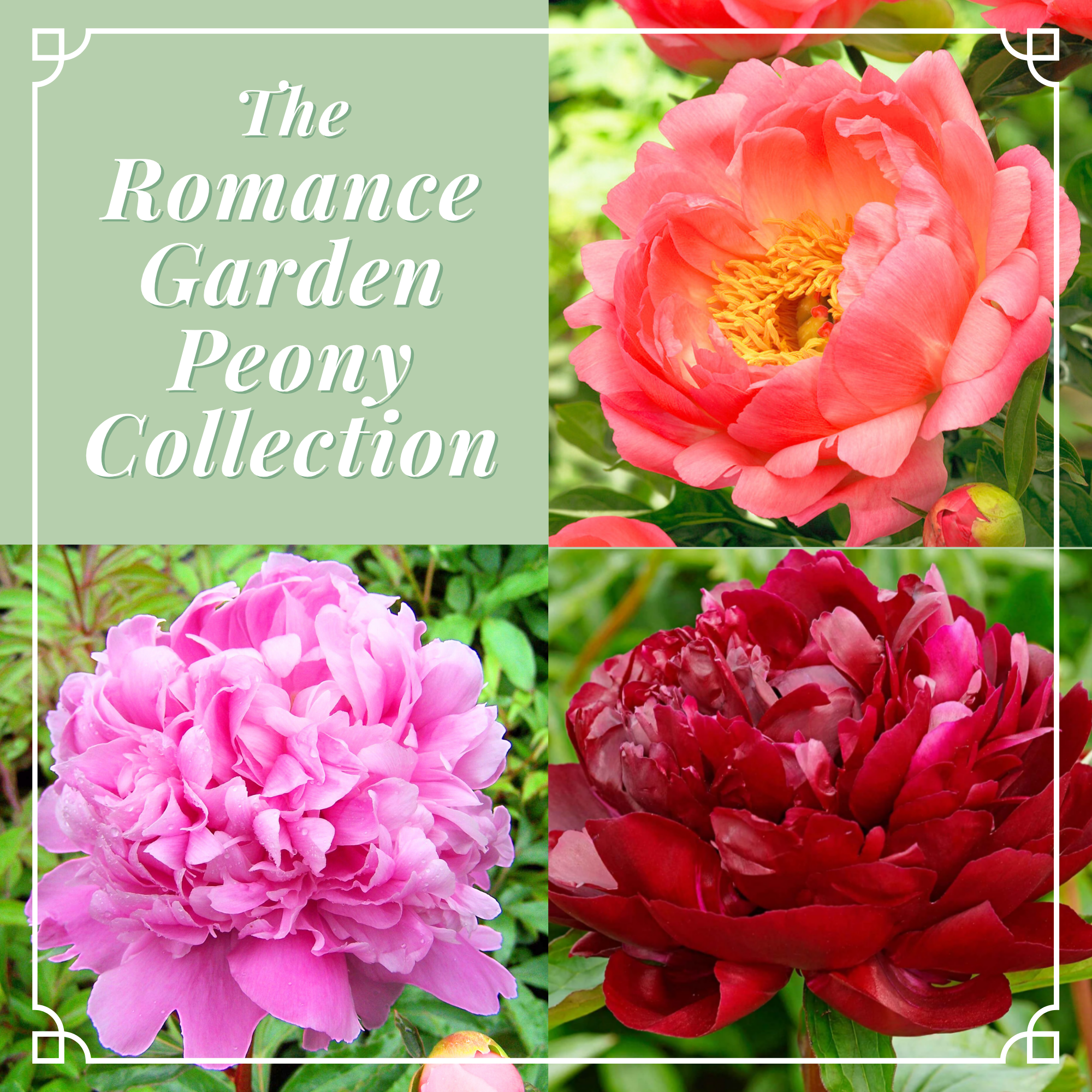 Romance Peony Collection