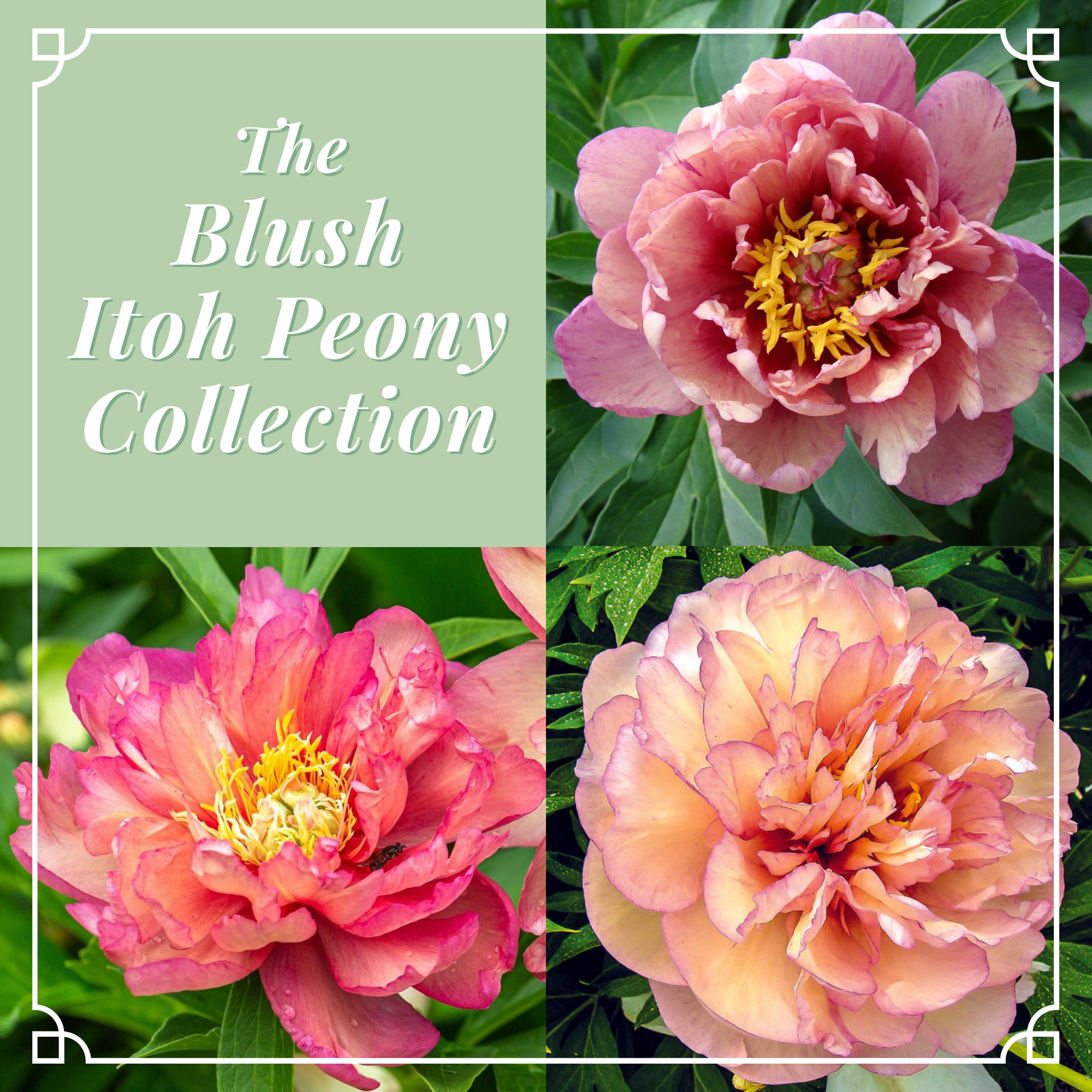 Blush Peony Collection