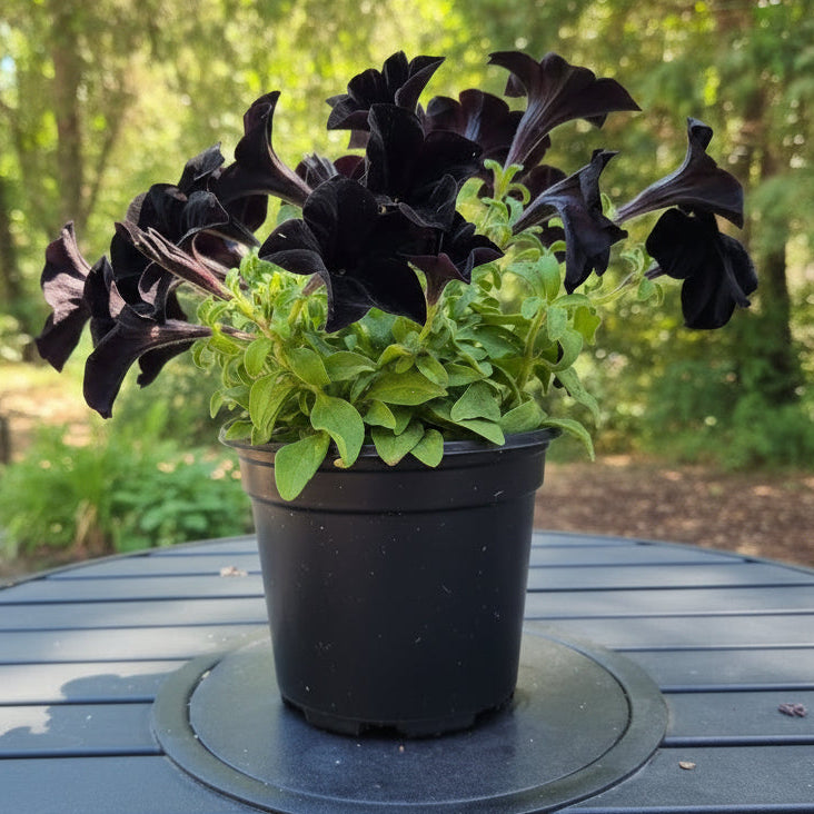 Black Magic Slingshot™ Petunia
