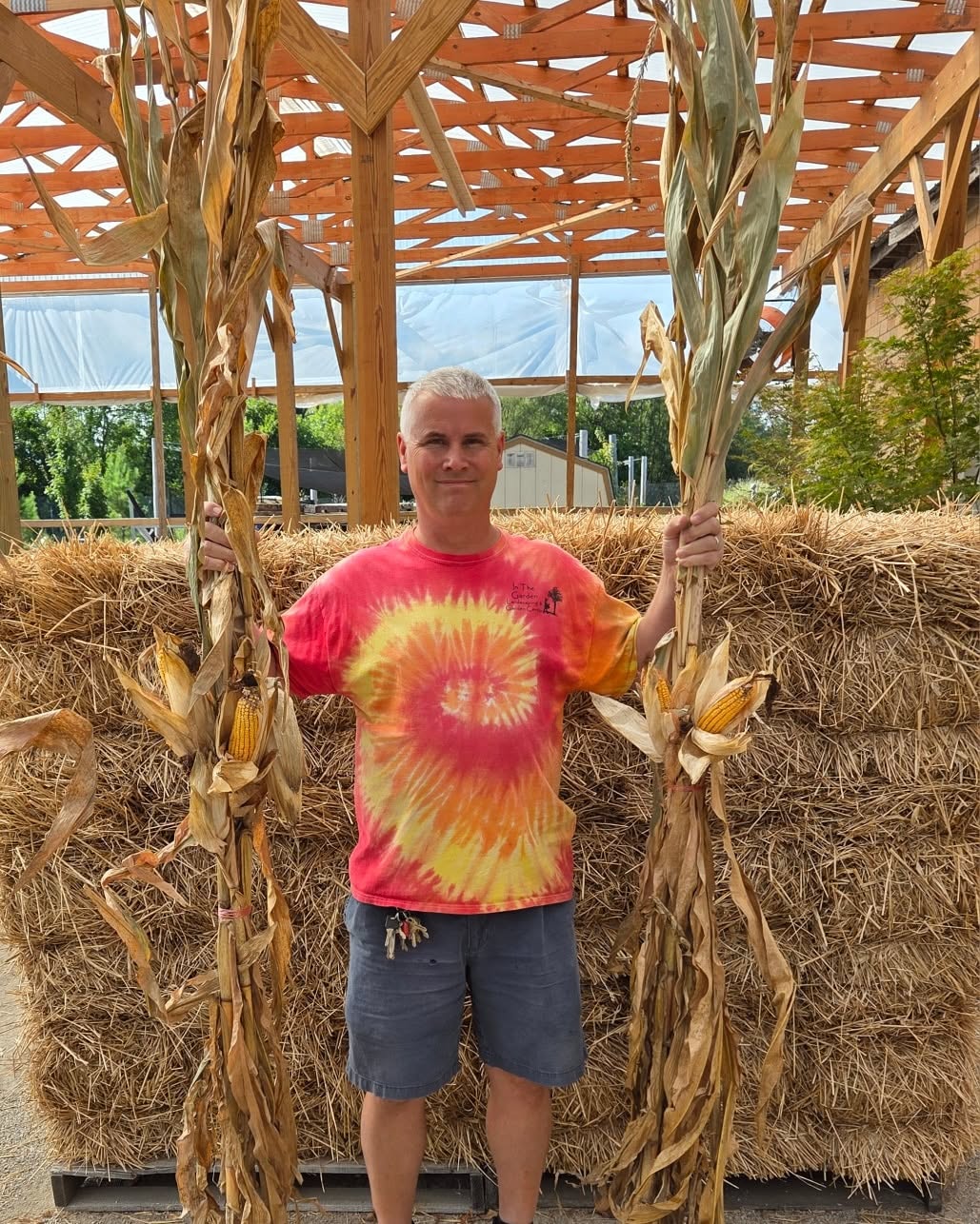 Corn Stalks