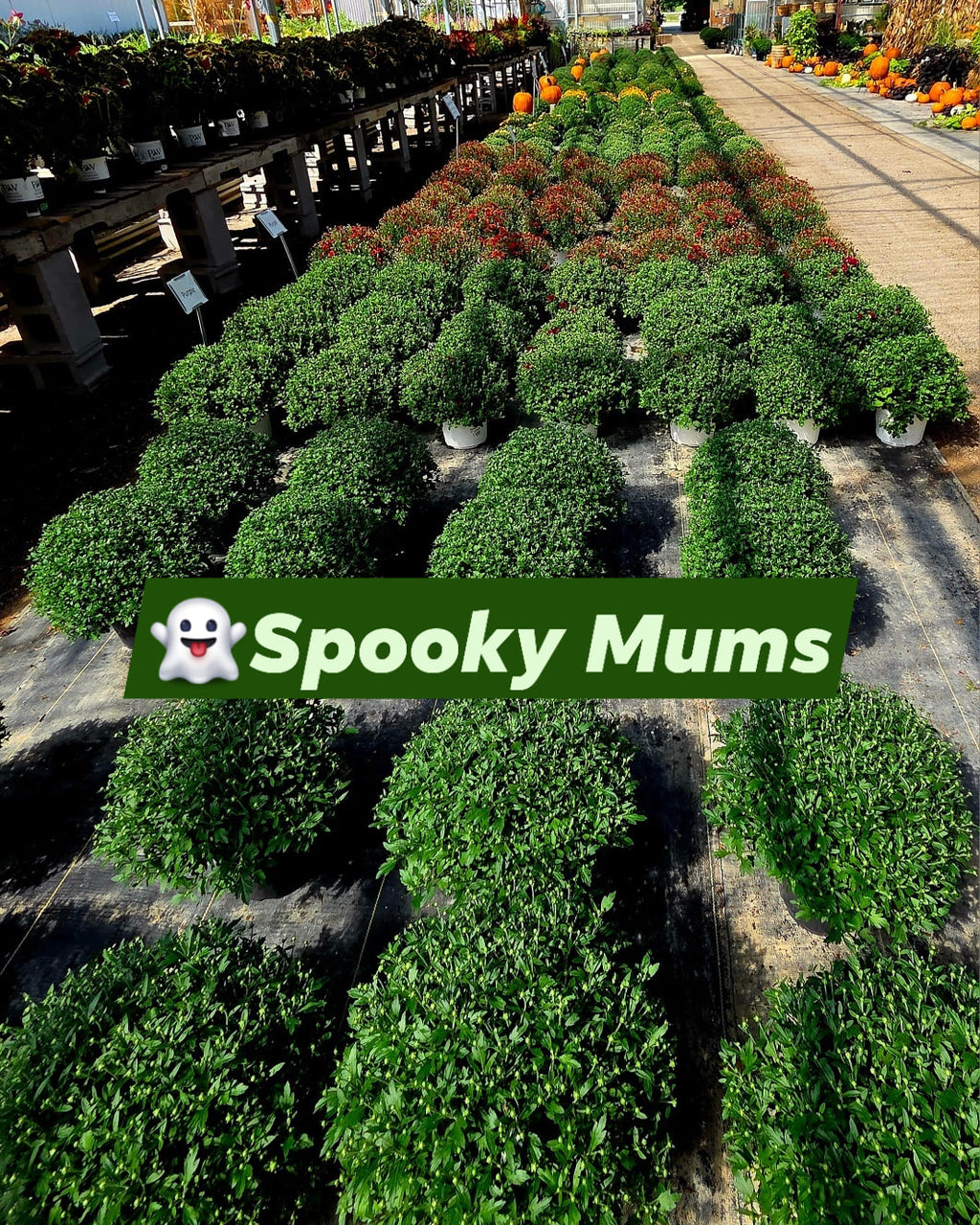Spooky Mums