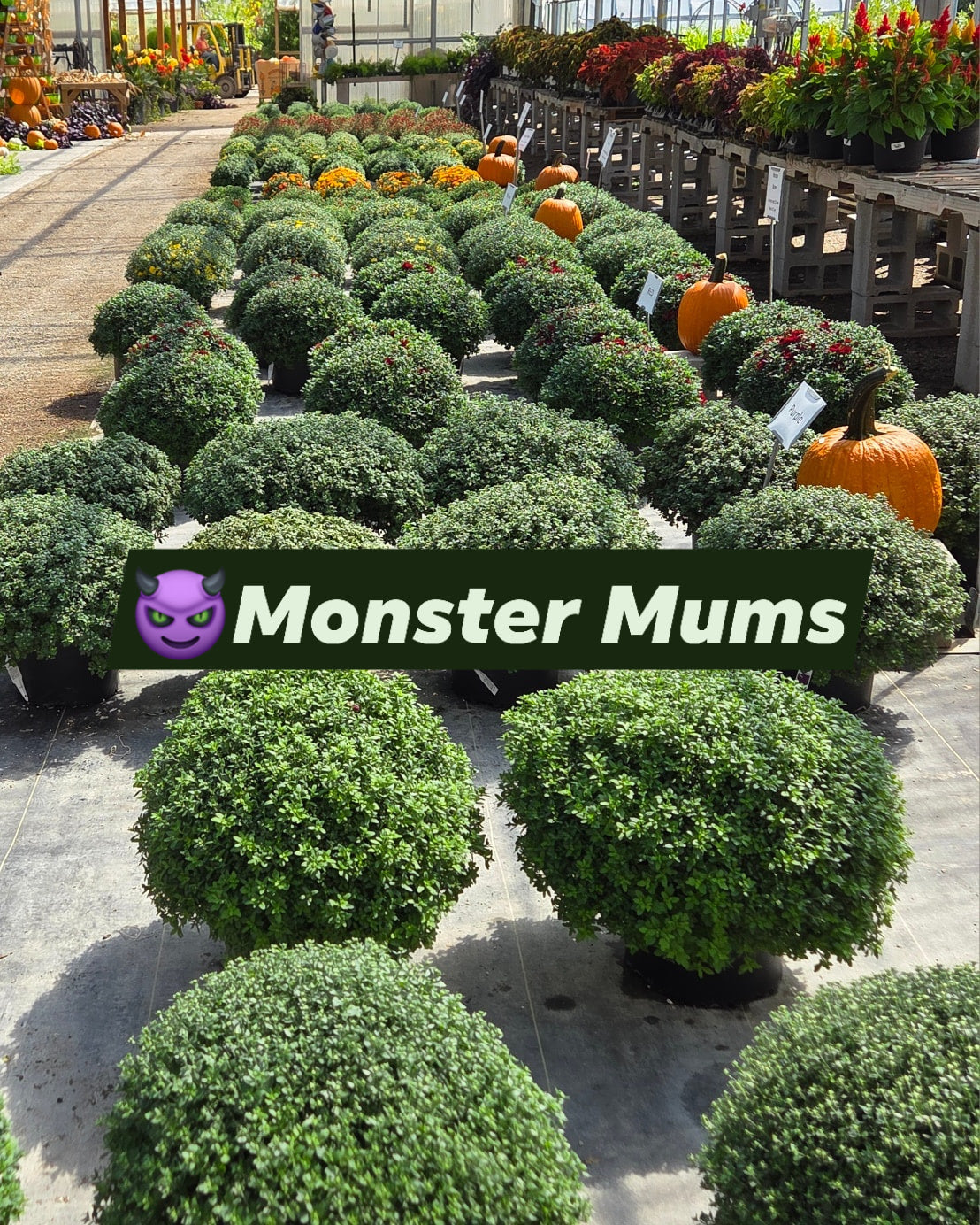 Monster Mums