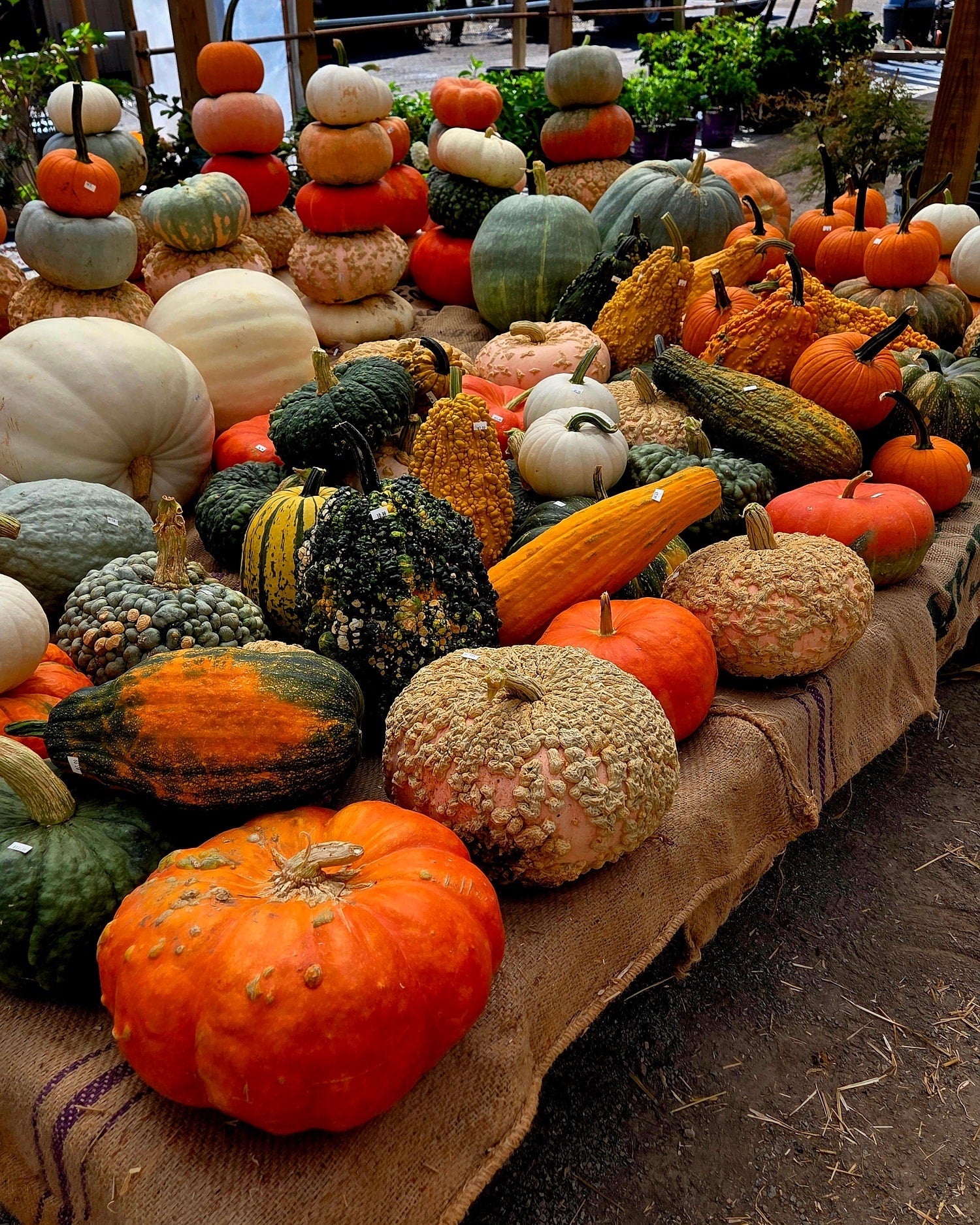 Pumpkin Stacks