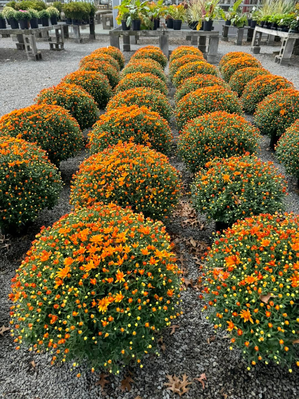 Monster Mums