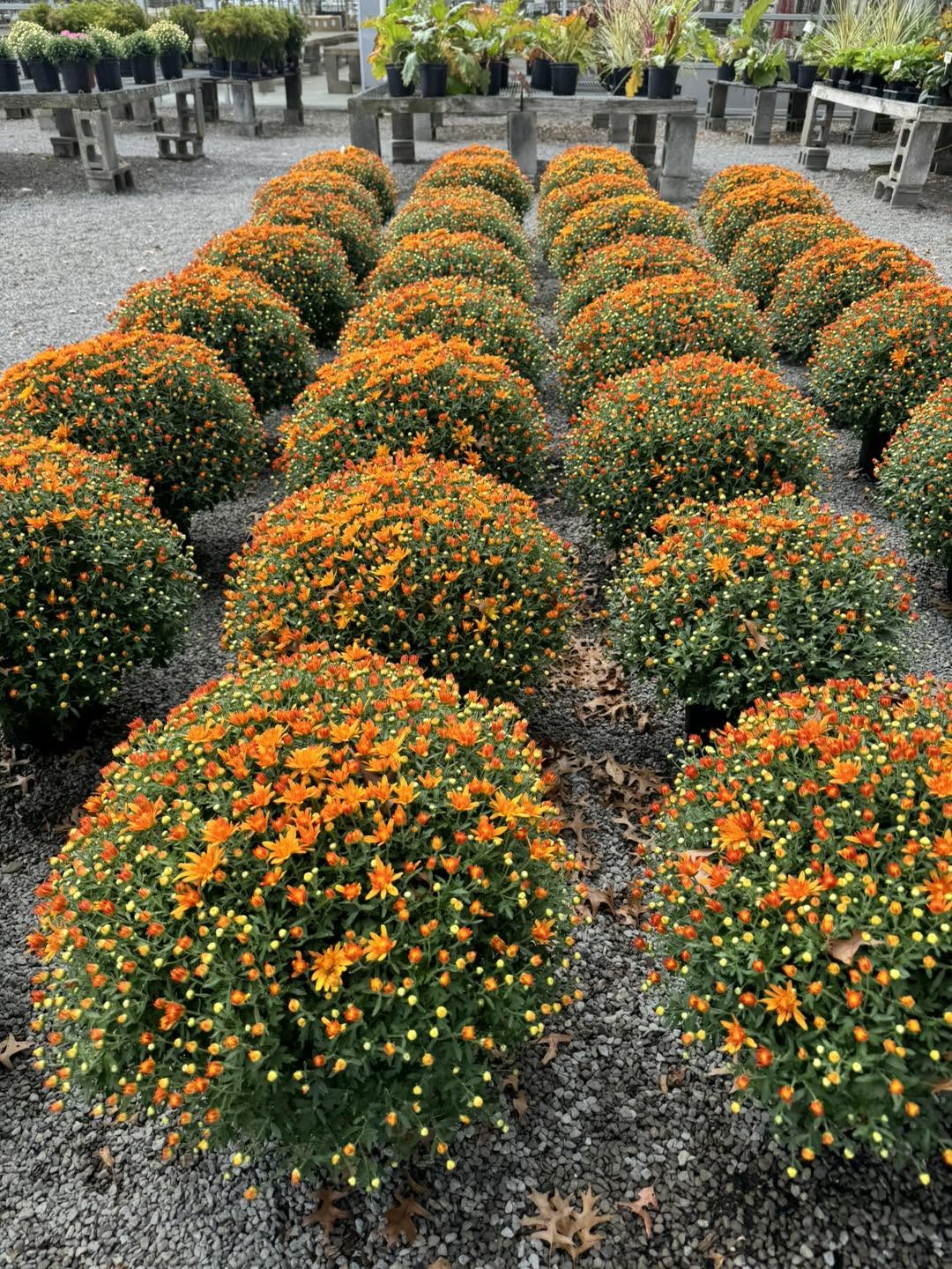 Monster Mums