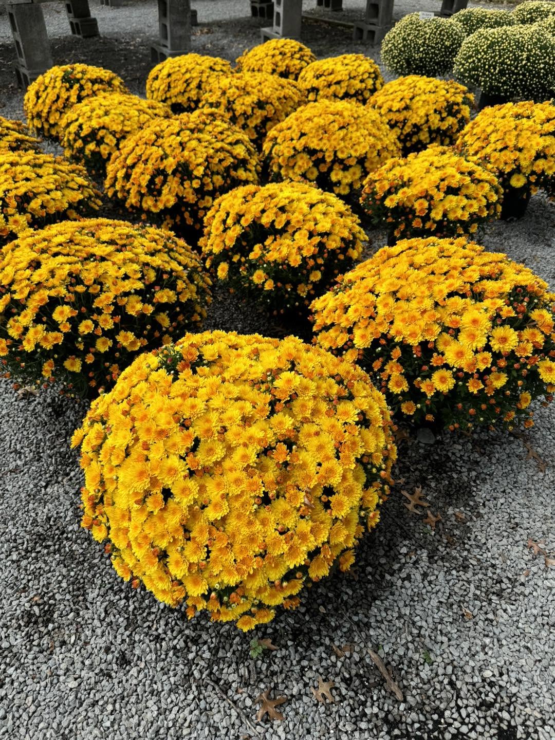 Monster Mums