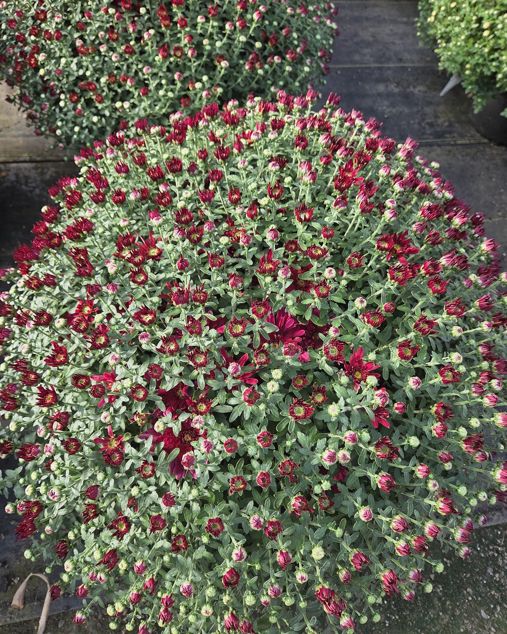 Monster Mums