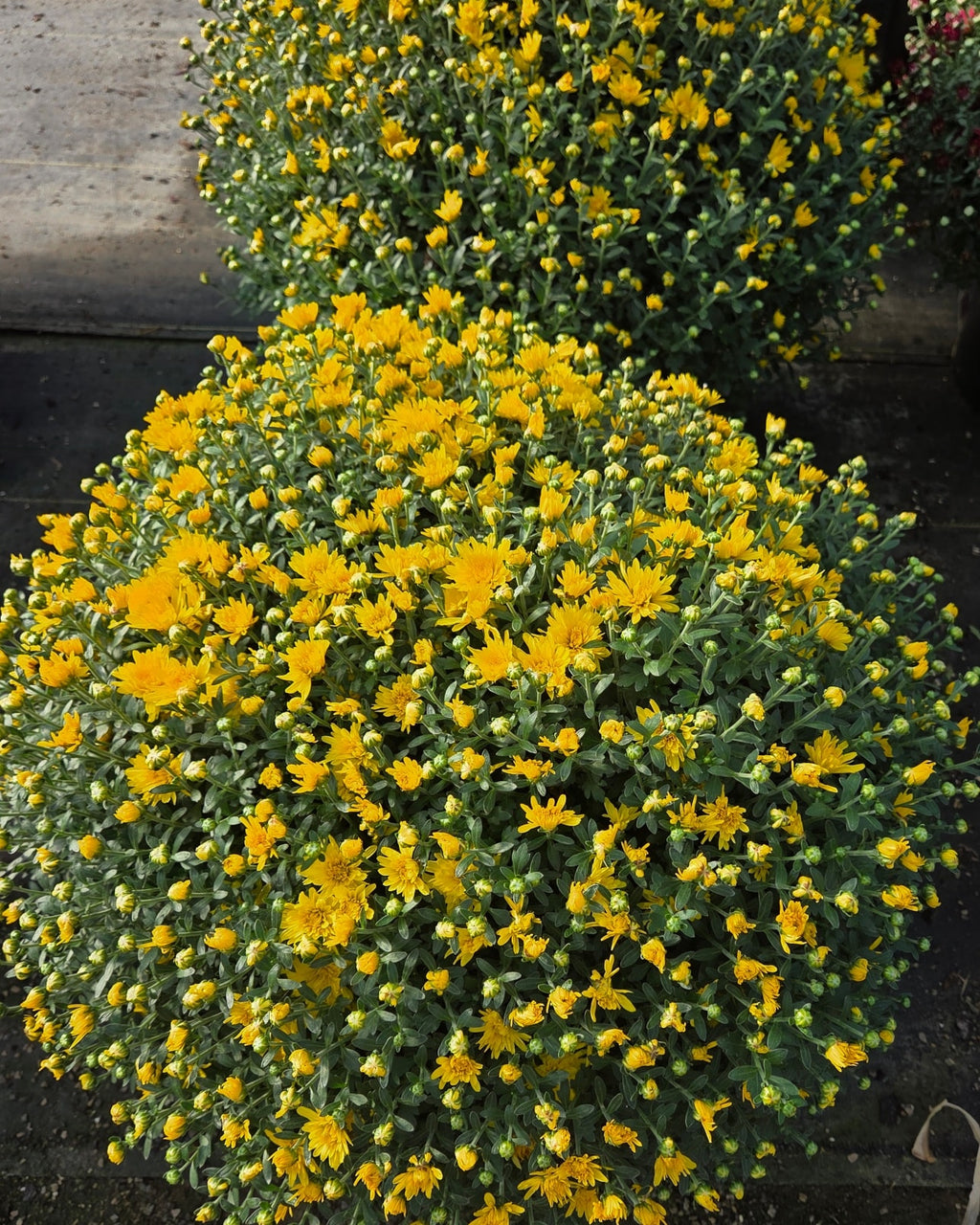 Monster Mums