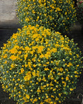 Monster Mums