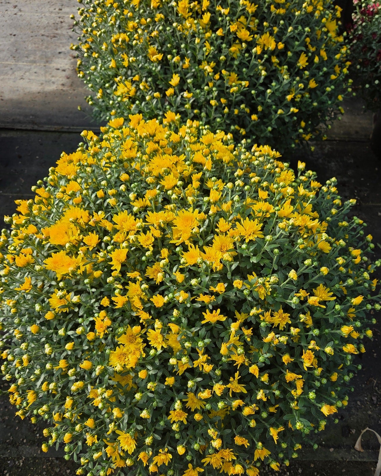 Monster Mums