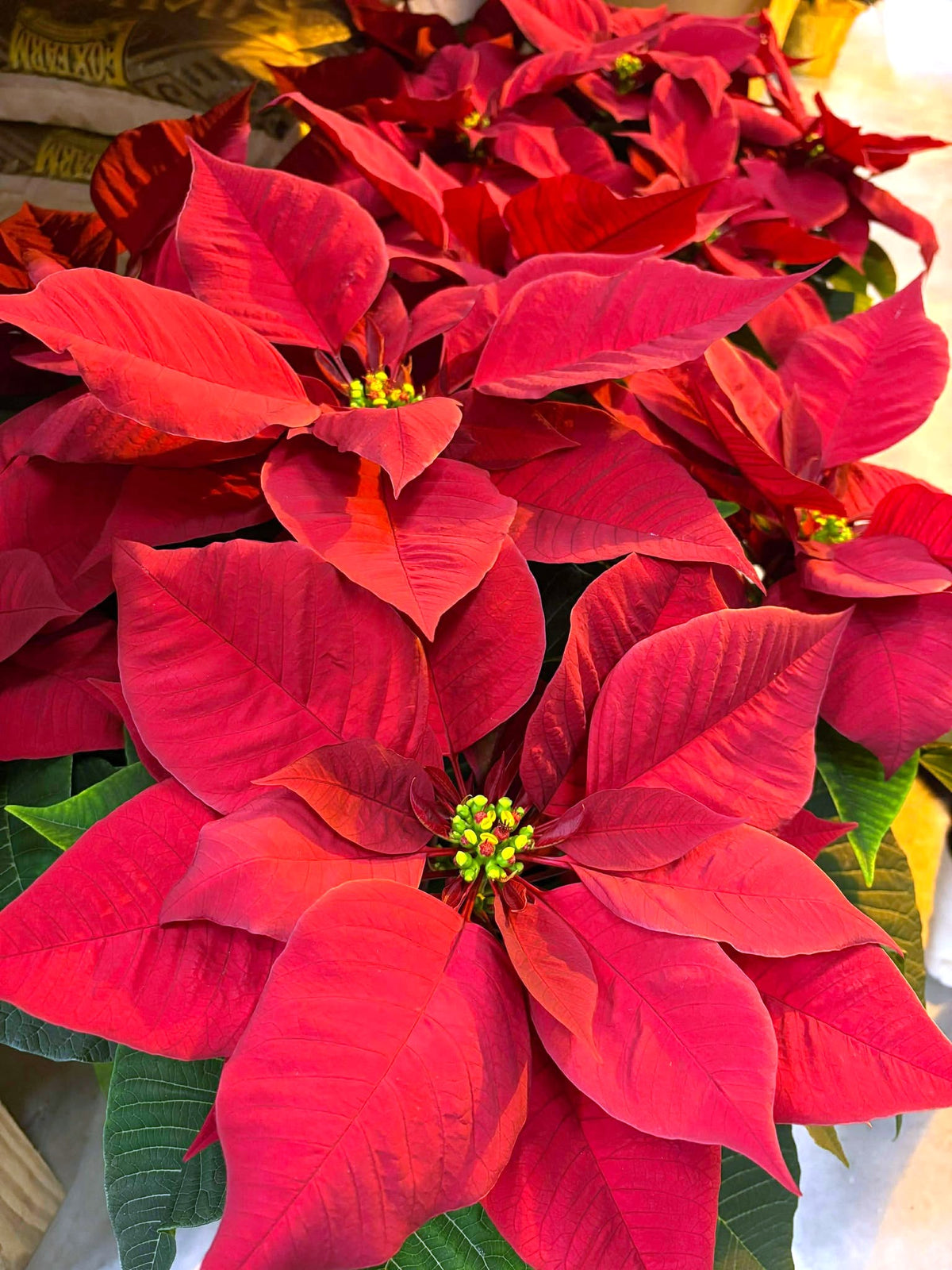Classic Red Poinsettia