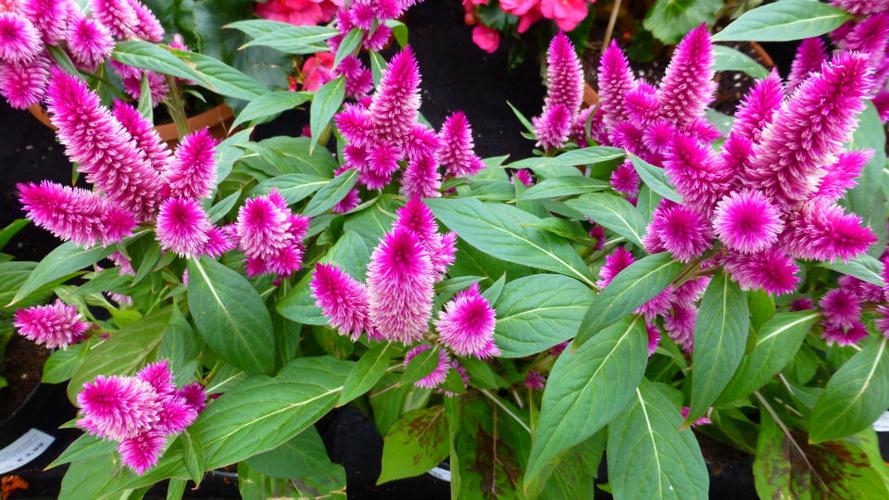 Intenz Dark Purple Celosia Porch Pots