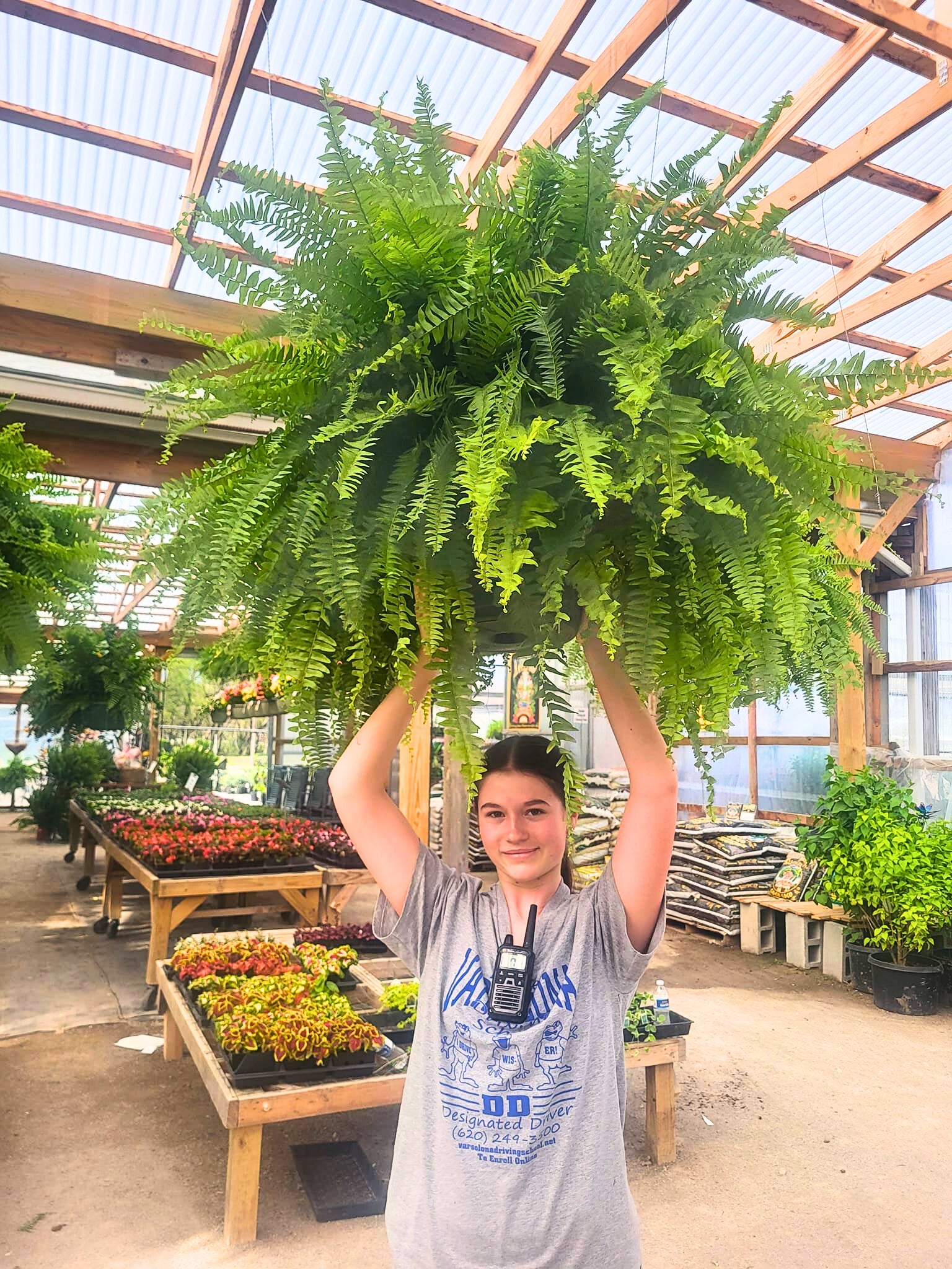 Boston Fern Hanging Basket