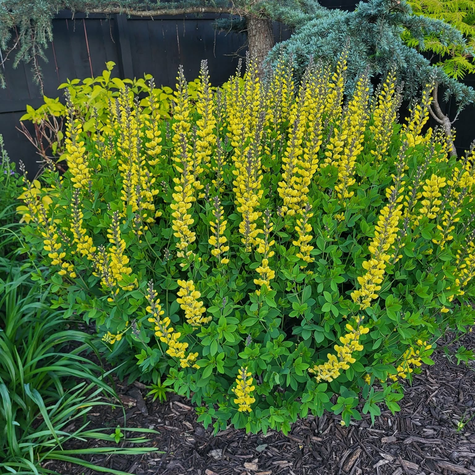 Decadence® Lemon Meringue Baptisia
