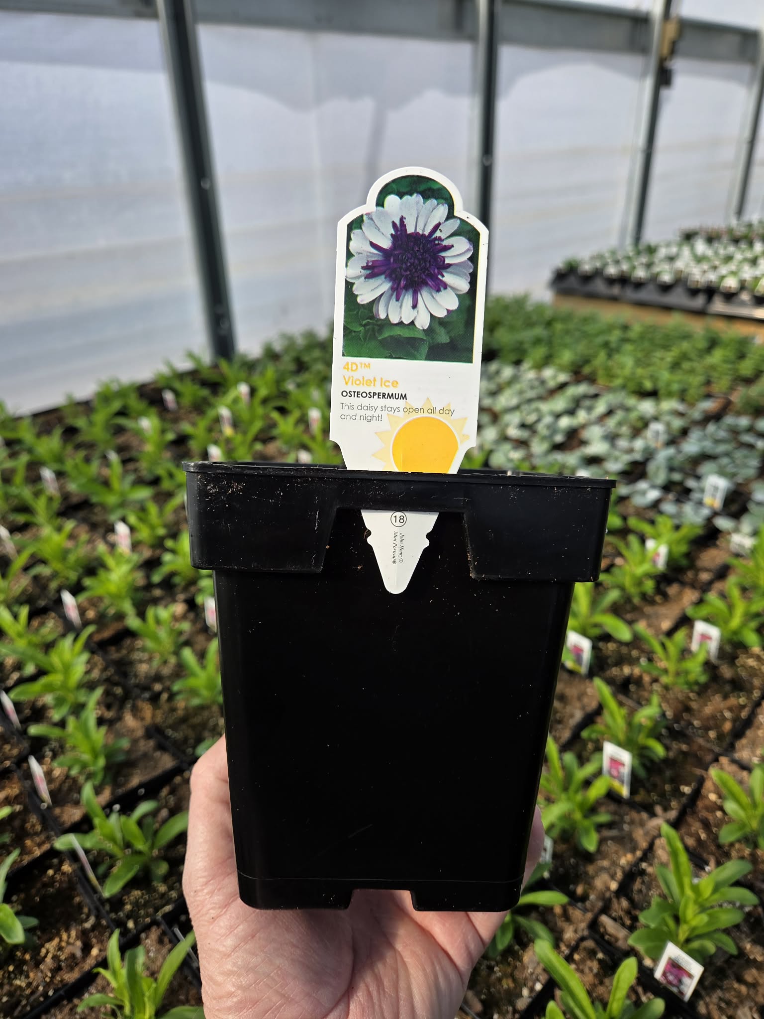 Violet Ice African Daisy