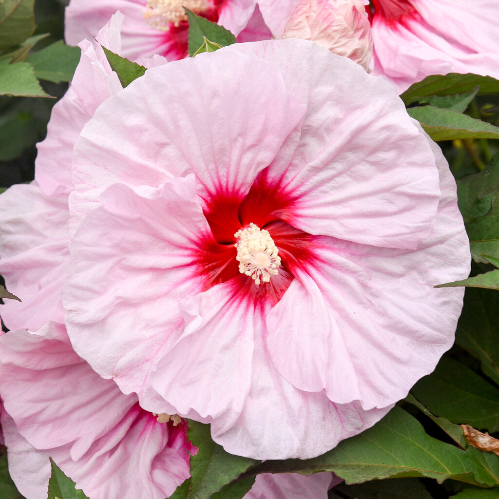 All Eyes On Me Hardy Hibiscus