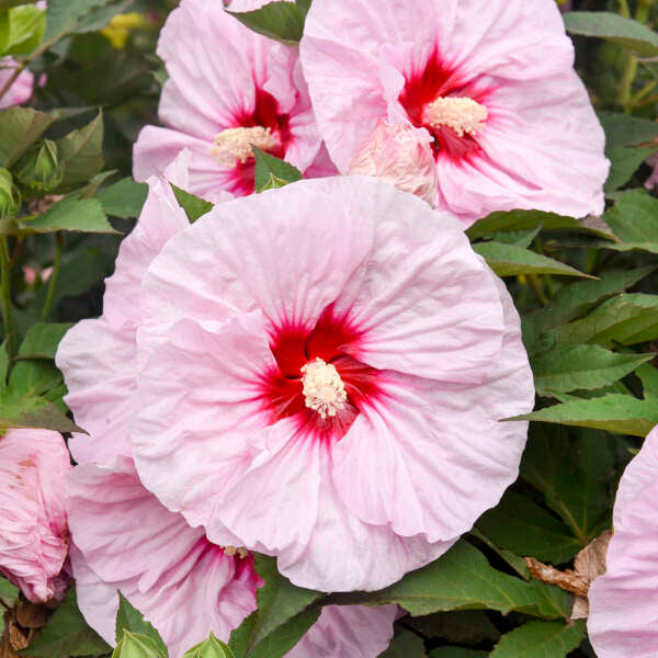 All Eyes On Me Hardy Hibiscus