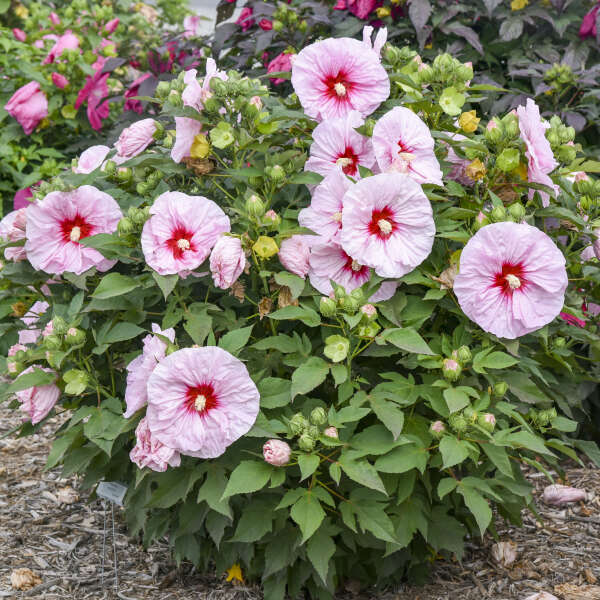 All Eyes On Me Hardy Hibiscus