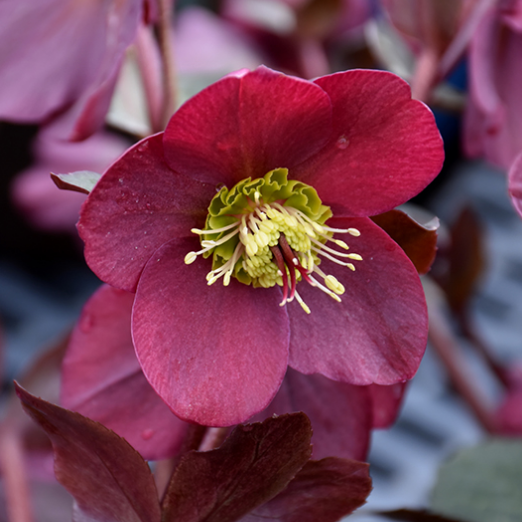 FrostKiss™ Anna's Red Hellebore