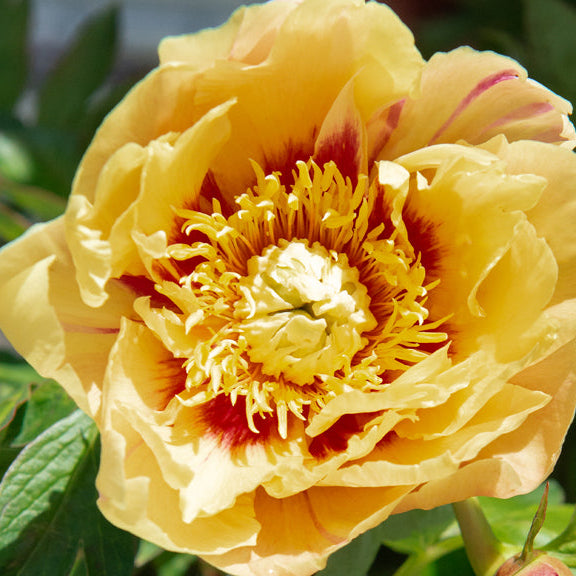 Bartzella Itoh Peony