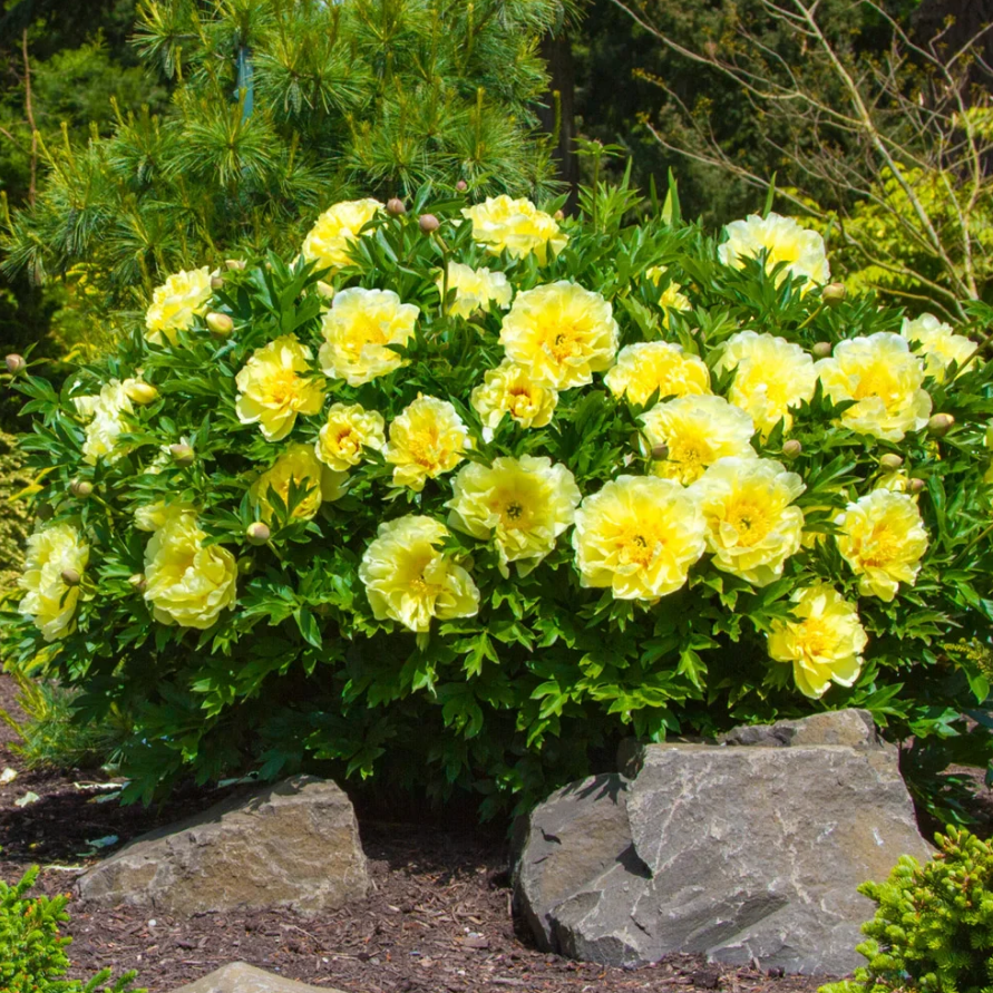 Bartzella Itoh Peony