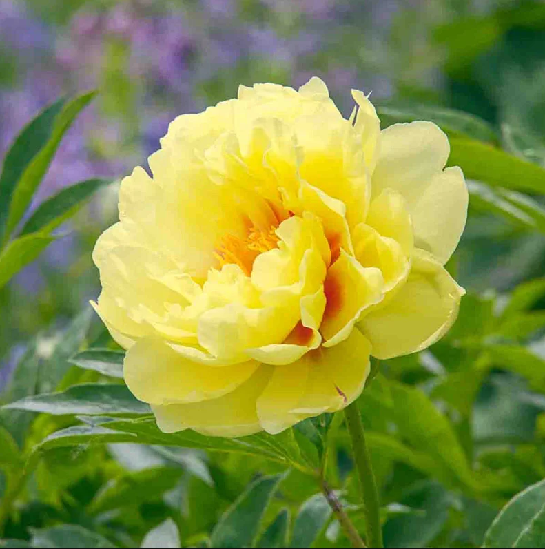 Bartzella Itoh Peony