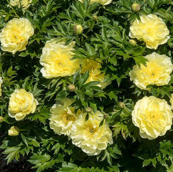 Bartzella Itoh Peony