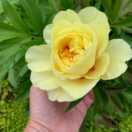 Bartzella Itoh Peony