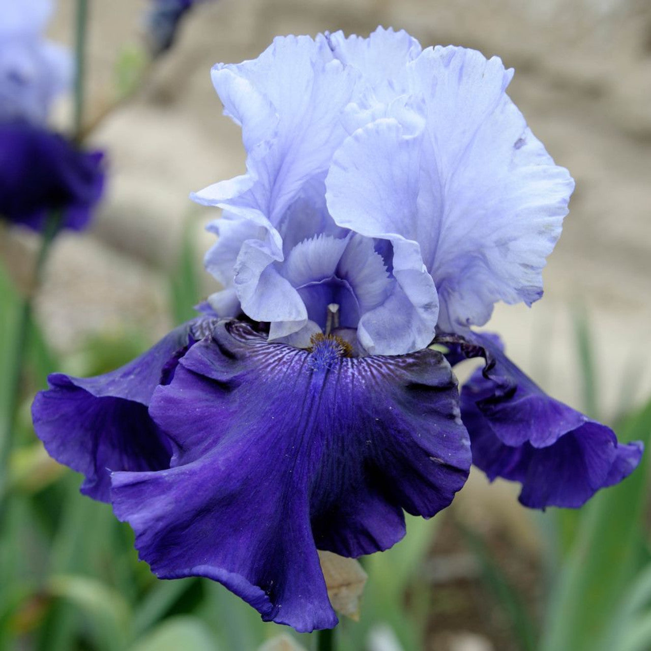 Close-up of a blue and white iris flower with a blurred natural background