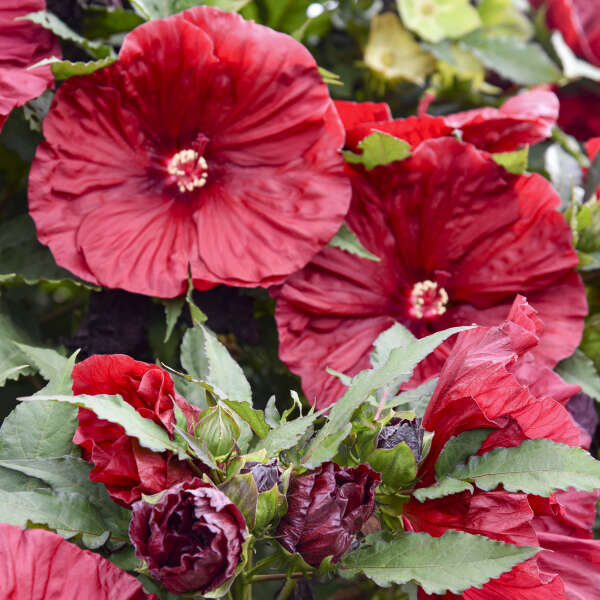 Blackberry Merlot Hardy Hibiscus