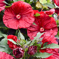 Blackberry Merlot Hardy Hibiscus