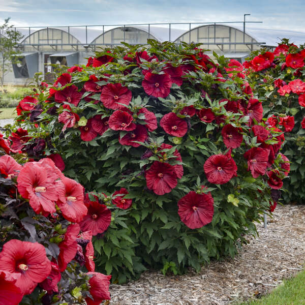 Blackberry Merlot Hardy Hibiscus