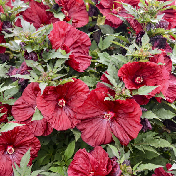 Blackberry Merlot Hardy Hibiscus