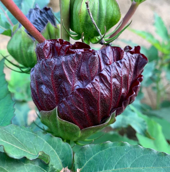Blackberry Merlot Hardy Hibiscus