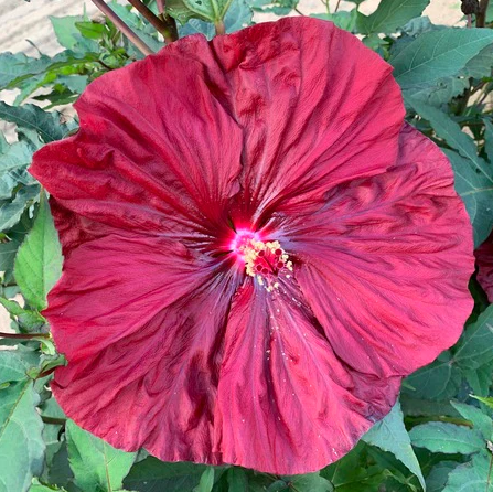 Blackberry Merlot Hardy Hibiscus