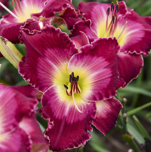 Gemstone Daylily Collection