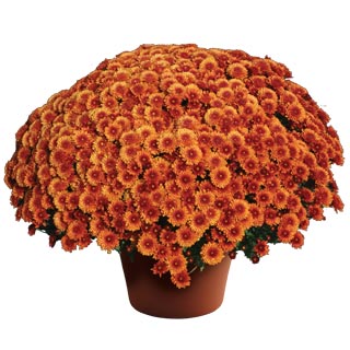 Monster Mums