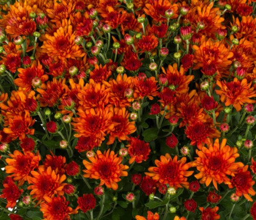 Monster Mums
