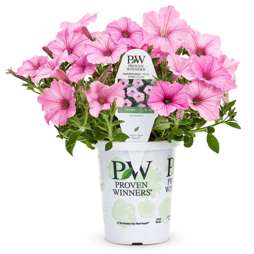 Supertunia Vista® Bubblegum® Petunia