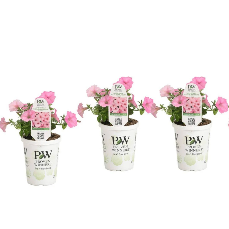 Supertunia Vista® Bubblegum® Petunia