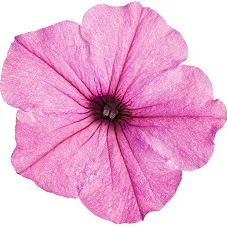Supertunia Vista® Bubblegum® Petunia